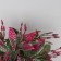 Bonsai in a poultry pot 18x8.5 cm, mix