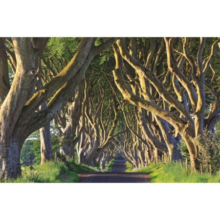 Outstanding trees that changed our life. Adams M.-1