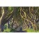 Outstanding trees that changed our life. Adams M.