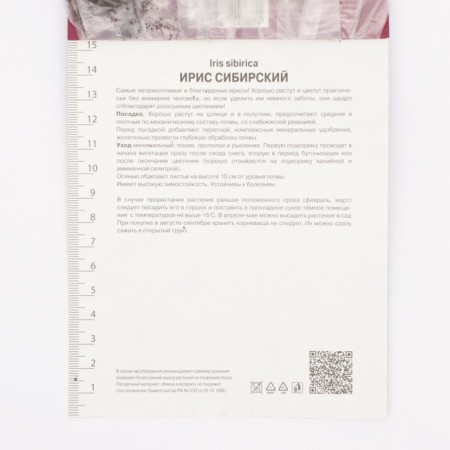 Iris Siberian Moon Silk, Rr. I, 1 pc, spring 2025-2