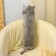 Soft toy "cat", 70 cm, gray color