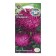Flower seeds Astra "Countess", Euro, 0.2 g