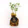 Sahenian Forsythia Spring Glori, P9 pot, Summer 2024