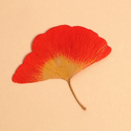 Dry leaves, set 2 pcs., Size 1 pc: 7.5 × 8 cm-1