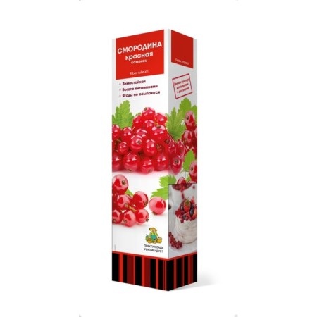 Currant Red traditional varieties "Rosita" 1 pc, tube, spring 2024-3