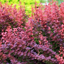 Саженец Барбарис тунберга "Atropurpurea", Горшок P9, Лето 2024