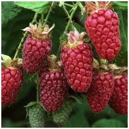 Seedling raspberry ruby ​​necklace, repair variety, pot of P9, summer 2024