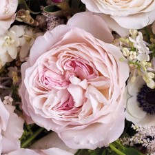 Seedling rose 