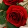 Artificial "Rose Luxury" 9x63 cm, red