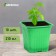 Pot for seedlings, 210 ml, d = 7 cm, h = 6.5 cm, green, in a set of 10 pcs., Greengo