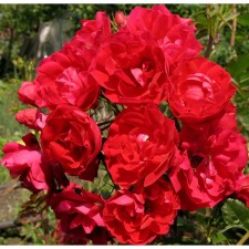 Rose Canadian Park Adelaide Khudles, C3.5 pot, H25-45 height, 1 pc, summer 2024