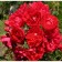 Rose Canadian Park Adelaide Khudles, C3.5 pot, H25-45 height, 1 pc, summer 2024