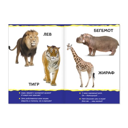 Cardboard book "Animal Zoo", 10 p.-1