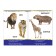 Cardboard book "Animal Zoo", 10 p.