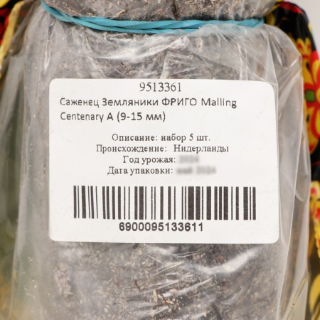 Strawberry seedling of Frigi Malling Centenary A (9-15 mm), 5 pcs-3