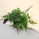 Bouquet "Filodendron Elegant" 27 cm, green