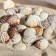 Set of shells, 2.5 - 4 cm, 100 g