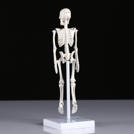 Model "Human Skeleton" 22cm-3