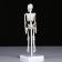 Model "Human Skeleton" 22cm