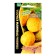 Seeds of melon "Urals old", 6 pcs