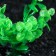 Artificial aquarium plant, 3 x 13 cm, green