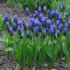 Muscari broad-leaved, 6/7 rr, 10 pcs, 25 h (cm), autumn 2024
