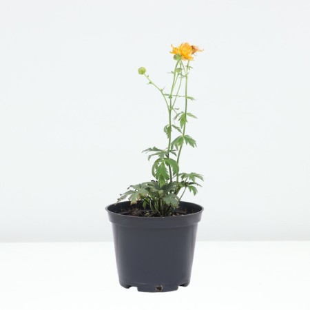 Cultural cupboard Golden Quin, pot C2, 1 pc, summer 2024-1