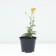 Cultural cupboard Golden Quin, pot C2, 1 pc, summer 2024