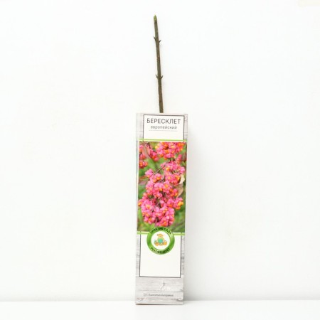 European birch bark "", 1 pc, tube, spring 2025