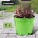 Pot for seedlings, 5 l, d = 22 cm, h = 18 cm, green, greengo
