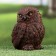 Garden figure "owl" dark, 9x9x14cm