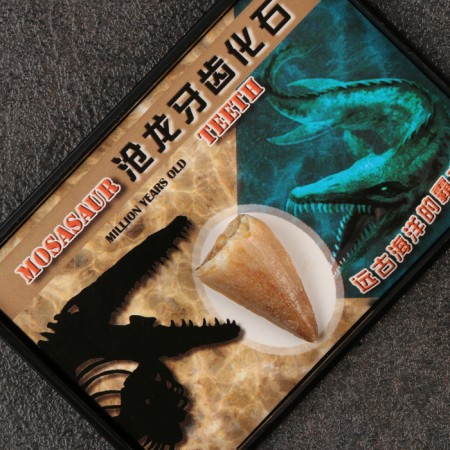 Tooth set "Masosaurus"-3
