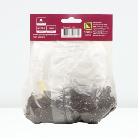 Delphinium High Morgentau, rr I, 1 pc, spring 2025-1