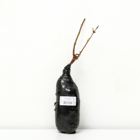 Edible honeysuckle (Northern Garden series) "Unlock", 1 pc, tube, spring 2024-1