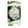 Flowers Pentas "Lucky Star" F1 White, C/P, 3 pcs
