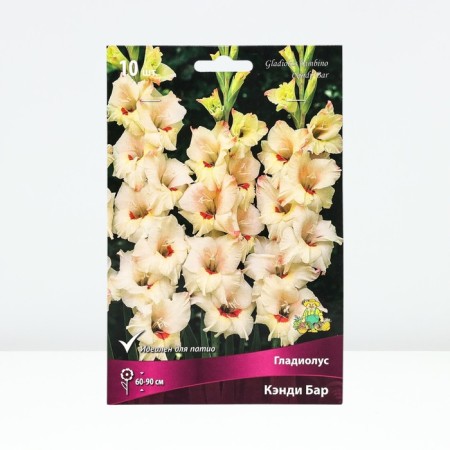 Gladiolus Bambino "Candy Bar", 10/12, 10 pcs, spring 2024
