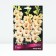 Gladiolus Bambino "Candy Bar", 10/12, 10 pcs, spring 2024