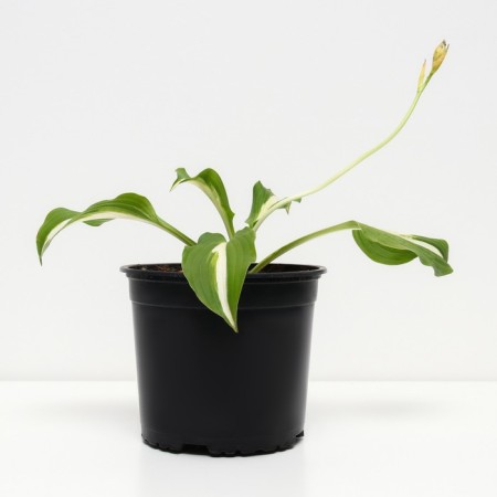 Khosta Wavy unit, C2 pot, H10-50 height, 1 pc, summer 2024-1