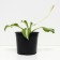 Khosta Wavy unit, C2 pot, H10-50 height, 1 pc, summer 2024