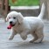 Chewing toy "Small bone", tpr, 8.5 cm, red