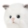 Soft toy "Cat Turkish Angora", 25 cm mt-ts112301-25