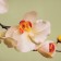 Kitchen apron "Tender orchids" (photo printing) 3000x600 mm