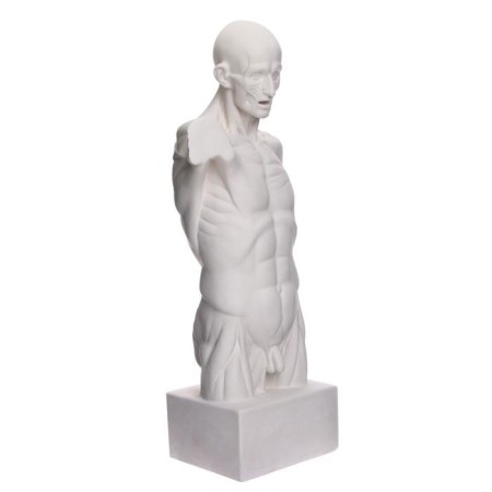 Anatomical gypsum figure: Goidon torso, 12 x 15 x 48 cm-2