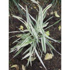 Bukharnik Soft White Fog, C2 pot, H10-50 height, 1 pc, summer 2024