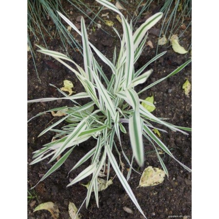 Bukharnik Soft White Fog, C2 pot, H10-50 height, 1 pc, summer 2024