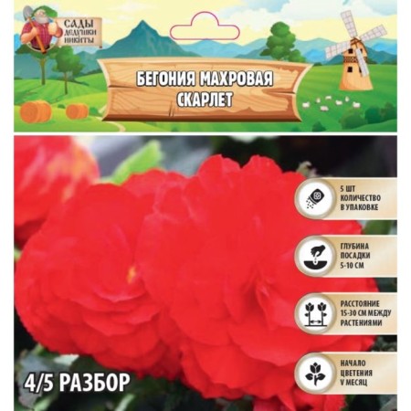 Tensor begonia "Scarlet", 4/5, 5 pcs, spring 2024