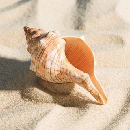 Decorative shell, 8-11 cm