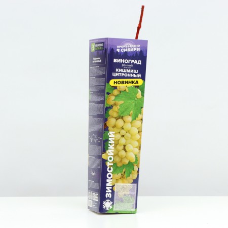 Seedling grapes Kishmish citrine, 1 pc, spring 2024-1