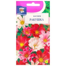 Cosmea Flowers 