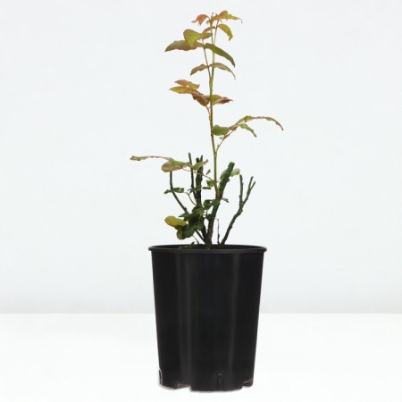 Drive of the Rose "Papageno", pot C4, Summer 2024-3